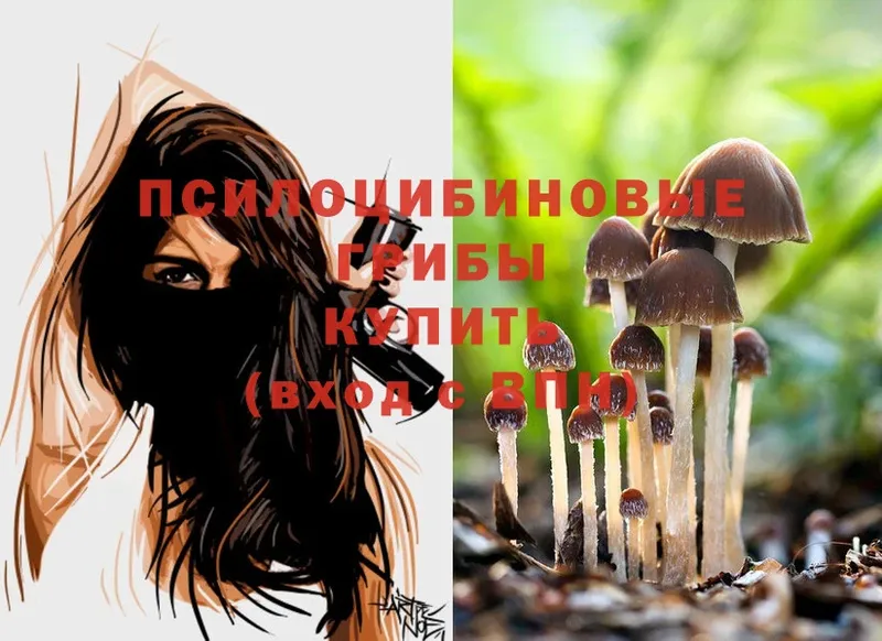 ссылка на мегу ТОР  Златоуст  даркнет состав  Псилоцибиновые грибы Cubensis 